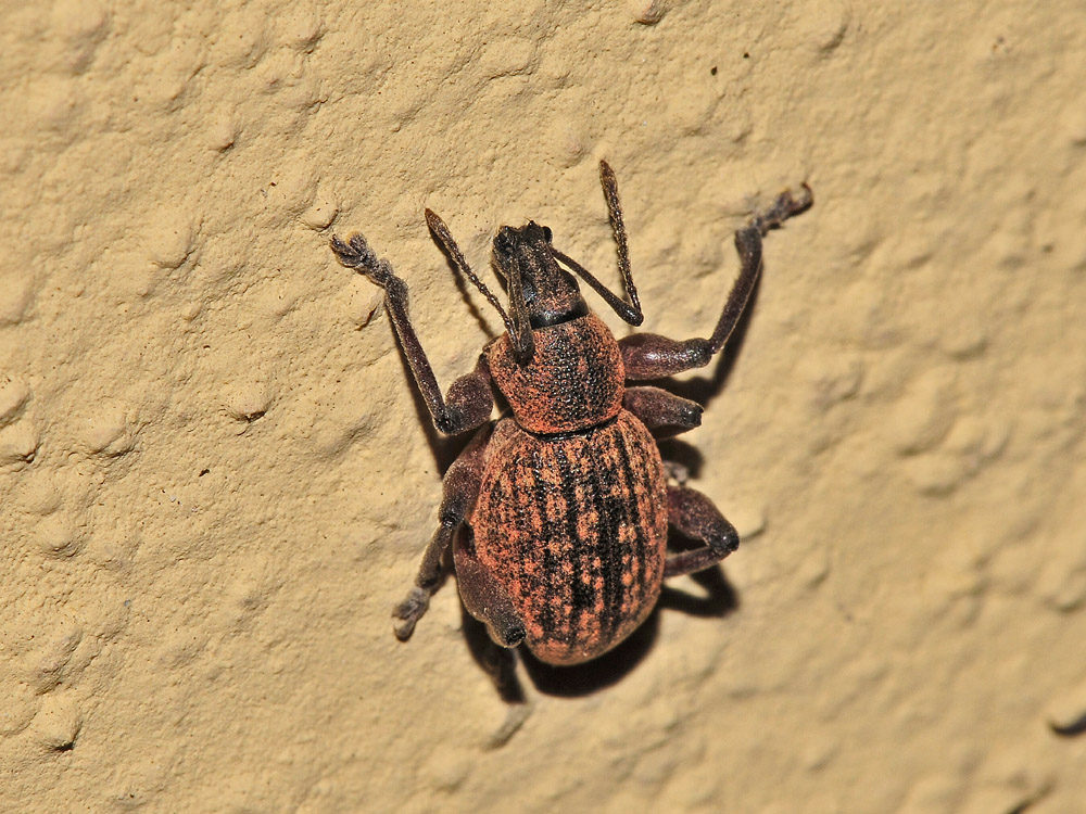 Otiorhynchus da identificare - Dodecastichus geniculatus